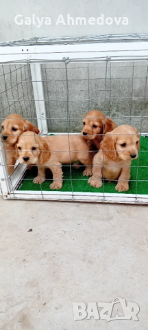 Продавам малки кученца кокер шпаньол  