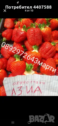 Разсад ягоди , снимка 14 - Разсади - 49471052