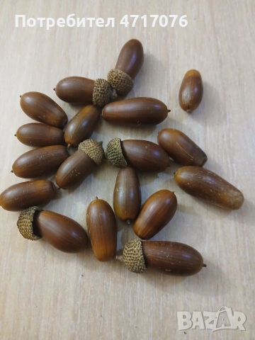 семена от каменен дъб 