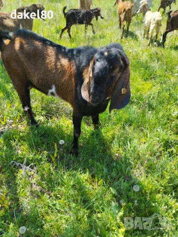 Продавам англонубииски пръч, снимка 5 - Кози - 53154003