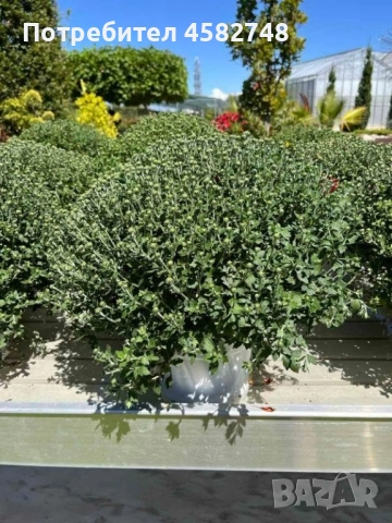 Кълбовидна Хризантема , снимка 1