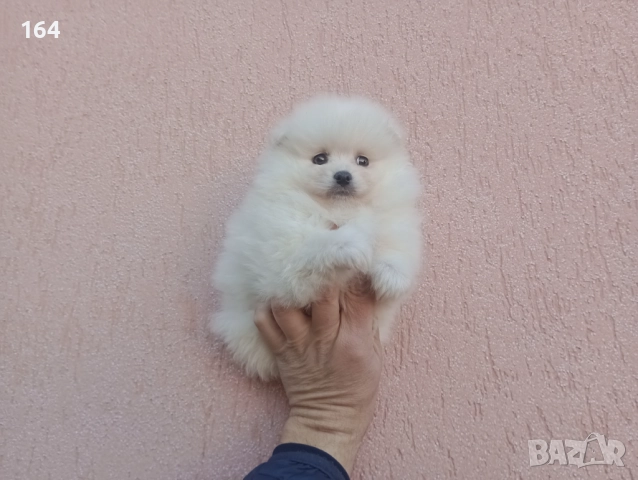 Мъжки Померан. Реални снимки от днес!, снимка 4 - Померан - 52847976