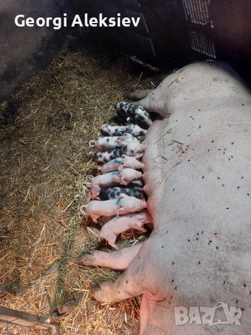 3 свине майки на първо прасило. , снимка 4 - Прасета - 53753100