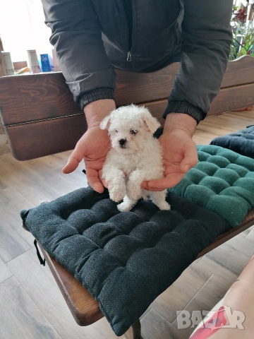 Бишон фризе момче 