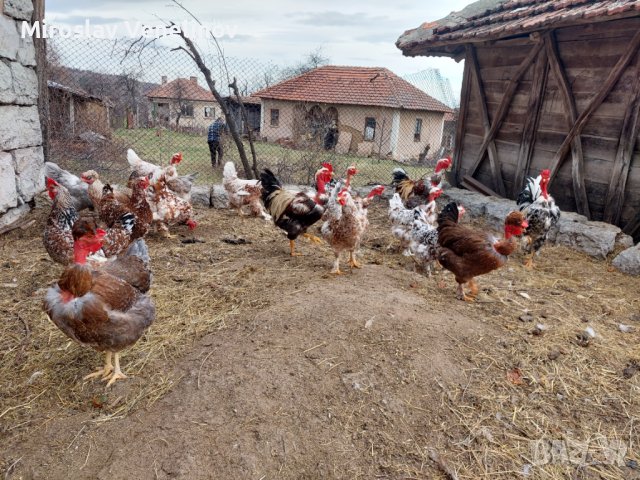 Продавам яйца от смесено стадо кокошки , снимка 12 - Кокошки и пуйки - 44311606