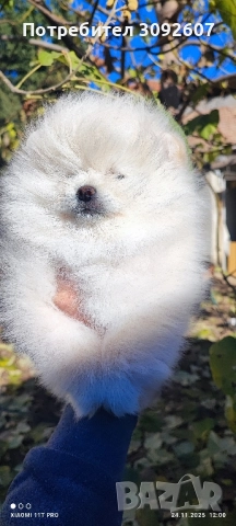 Померан момче, снимка 5 - Померан - 52531353