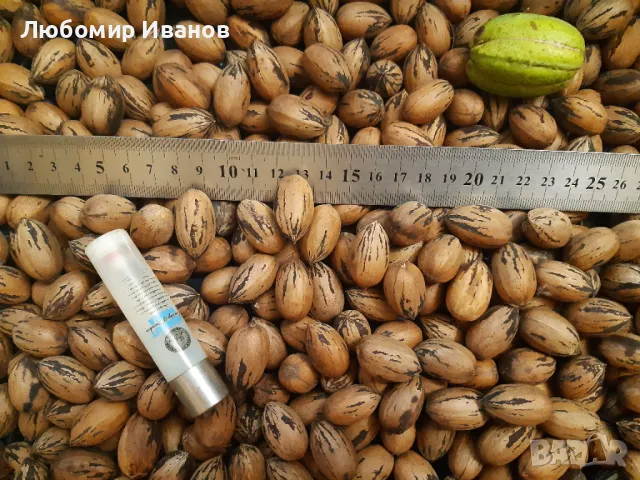 Фиданки от редки и екзотични дървесни видове. Араукария, Давидия, Пекан, Валонски дъб..., снимка 12 - Градински цветя и растения - 39972748