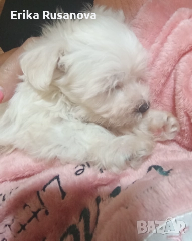 Малтийска мини болонка , снимка 3 - Болонка - 52777245