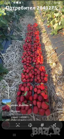 Продавам разсад ягоди , снимка 6 - Сортови семена и луковици - 49817952