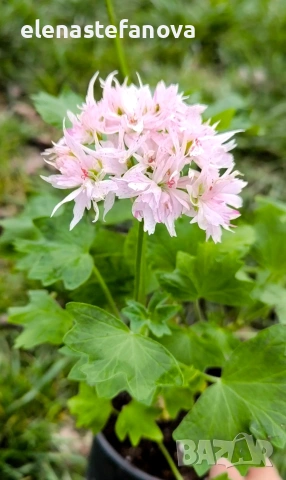 Сортово мушкато - стелар, възрастно, снимка 3 - Стайни растения - 53477674