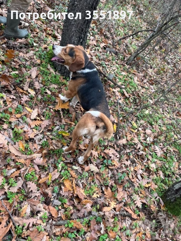 Продавам две гончета , снимка 7 - Гонче - 53010499
