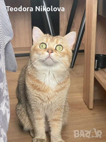 Британска златна чинчила за разплод , снимка 9 - Чинчили - 51309484