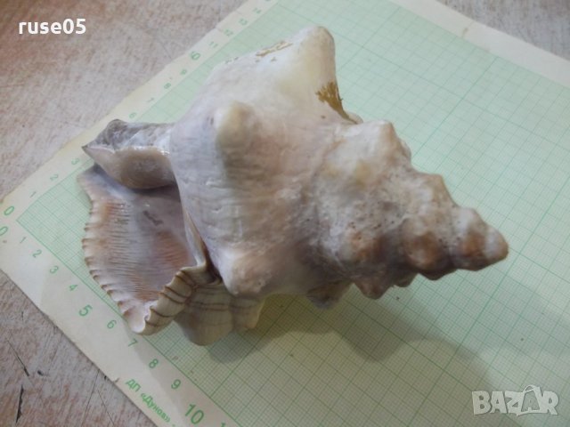 Раковина - 18, снимка 3 - Други ценни предмети - 34640989