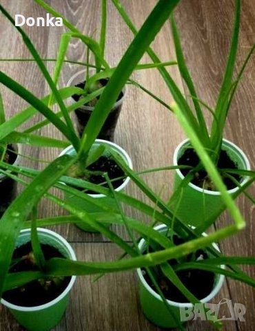 Млади луковици от лечебното растение Индийски лук - лекува всичко, снимка 2 - Стайни растения - 39870733