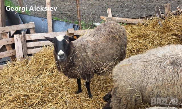 Романовски овце