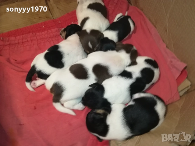 ДЖАК РЪСЕЛ-250ЛВ ЗА СЛАДКО КУТРЕ ПО ИЗБОР 2608251751, снимка 13 - Джак ръсел териер - 51499283