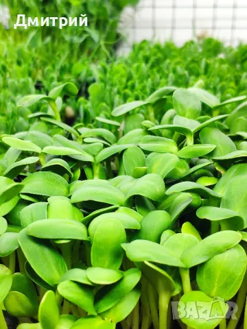 Микрорастения в наличност и по поръчка. Бургас., снимка 5 - Хранителни добавки - 49371741