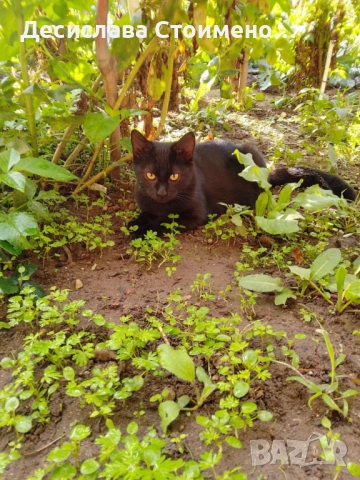 Подарявам котки, снимка 5 - Други - 52214937