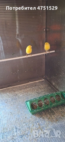 Мъжки Канари Орфей 2025г., снимка 7 - Канари - 53662815