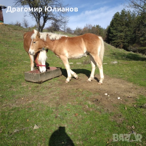 Продава се чист Хафлингер  мъжки на 10 месеца 