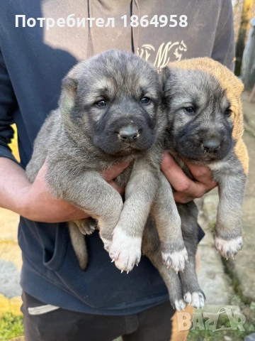ТУРСКИ КАНГАЛ Доставка , снимка 2 - Кангал - 53747632