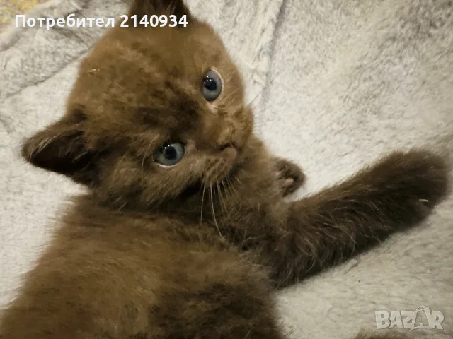  Британско късокосместо момче. шоколадово. British Shorthair Kitten, снимка 2 - Чинчили - 56024578