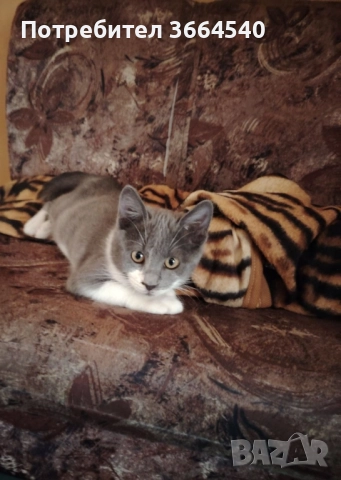 бебе полупородисто, мъжко котенце, снимка 4 - Други - 52425995