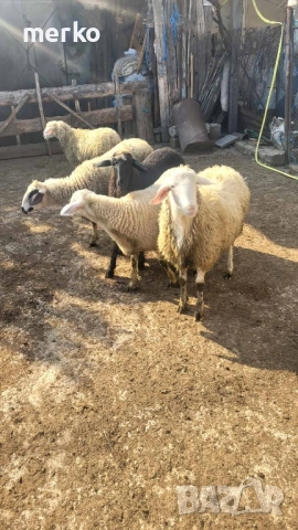 Продават се овце и шилета., снимка 3 - Овце - 52260562