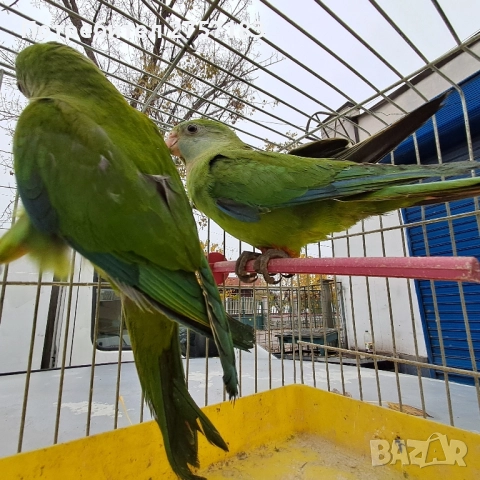 продавам папагали барабанди 2025 година, снимка 3 - Папагали - 52431224