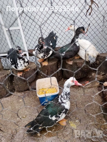 Катунски кокошки,зайчета,патички, снимка 2 - други­ - 53390389