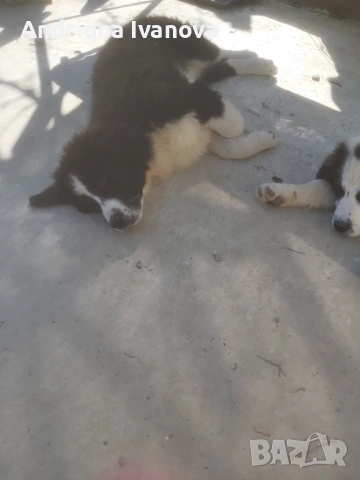 Продавам каракачански кученца, снимка 4 - Каракачанска овчарка - 53825575