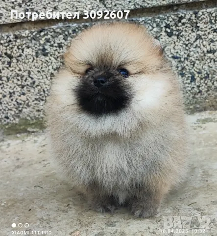 Померан момиче, снимка 6 - Померан - 49939123