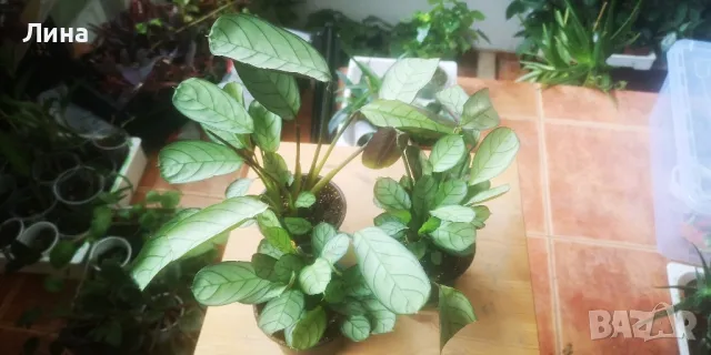 Ктенанте Амагрис(Ctenanthe Amagris) 