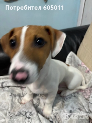 Продавам Джак Ръсел роден на 3.10.2025, снимка 3 - Джак ръсел териер - 53868782