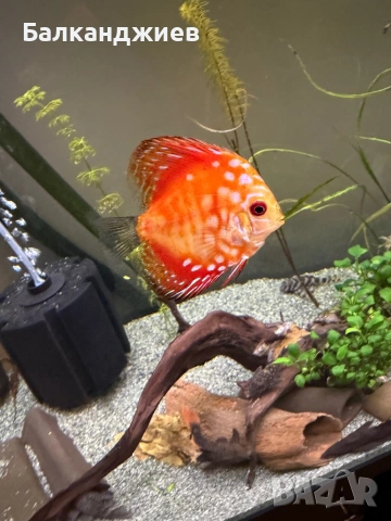 Продавам или разменям дискуси, снимка 9 - Рибки - 52693080