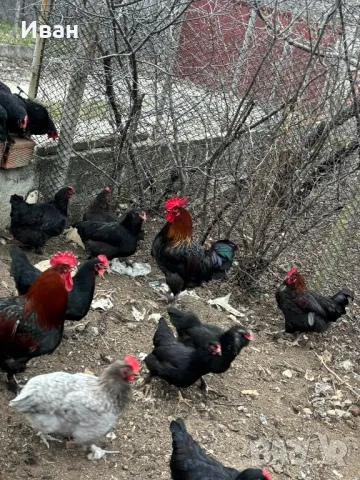 Разплодни зелени яйца, снимка 5 - други­ - 49564380