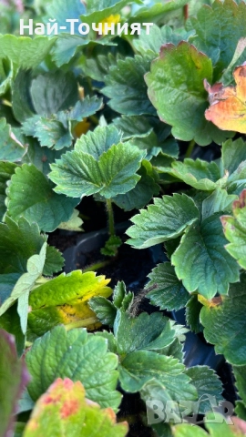 Разсад ягоди “Малинг Виталити”, снимка 3 - Разсади - 52513407