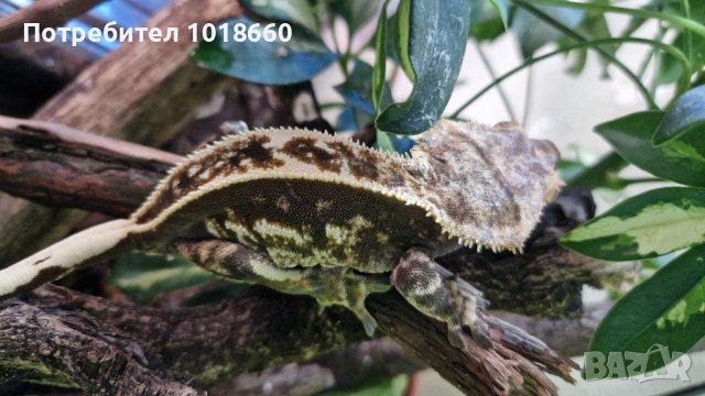 Ресничест бананояден гекон Crested gecko, снимка 2 - Гекон - 41380457