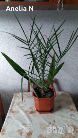 Палма-финикова, снимка 3 - Стайни растения - 30844825