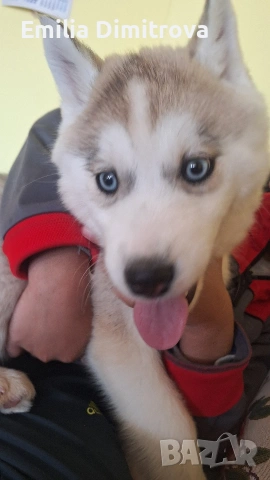 продавам кучета хъскита , снимка 6 - Хъски - 53786448