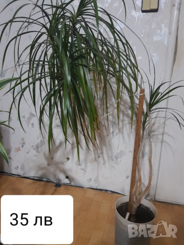 Стайни цветя в саксии, снимка 13 - Стайни растения - 33680701