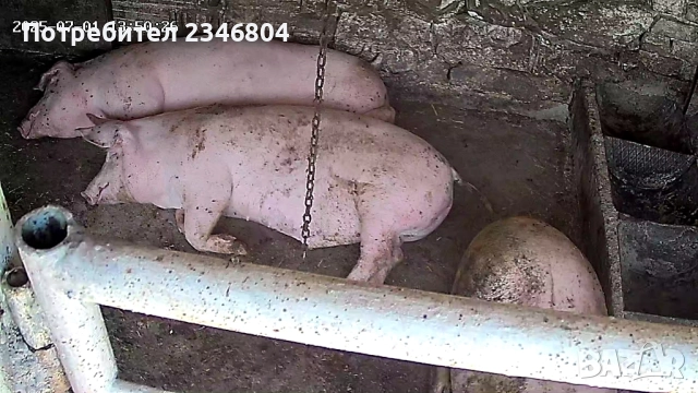 домашни прасета хранени само с домашен фураж тикви и картофи килограми около 120 цена , снимка 2 - Прасета - 52525039