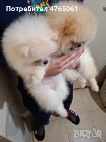 Померан малък шпиц момичета, снимка 8 - Померан - 53839680