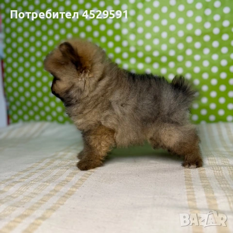 Померан померани померанчета Мини померан мини померани, снимка 2 - Померан - 53490878