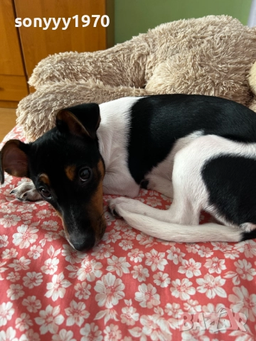 ДЖАК РЪСЕЛ 0201262022, снимка 16 - Джак ръсел териер - 52957926