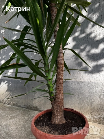 Палма Юка, снимка 3 - Градински цветя и растения - 51643171