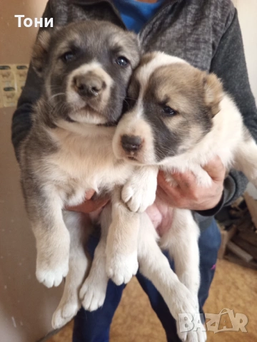 Алабай Таджикистански, Мъжко и Женско , снимка 2 - Алабай - 53582203