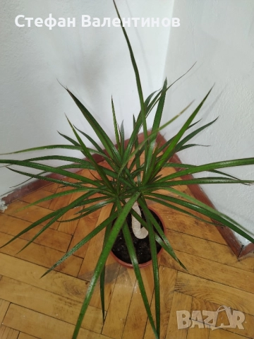 Драцена Маргината, снимка 1