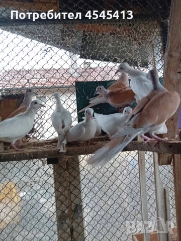 Папагали вълнисти, корели и какарики Смеещи се гугутки, снимка 8 - Папагали - 52896846