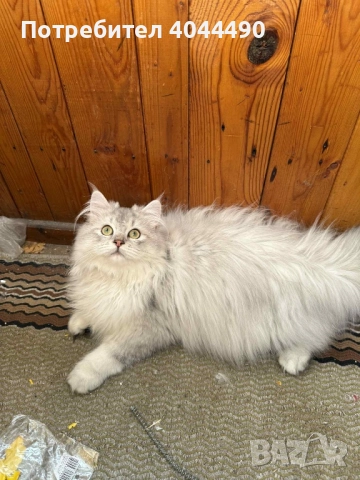 Британска дългокосместа сребърна чинчила, снимка 6 - Чинчили - 50918521